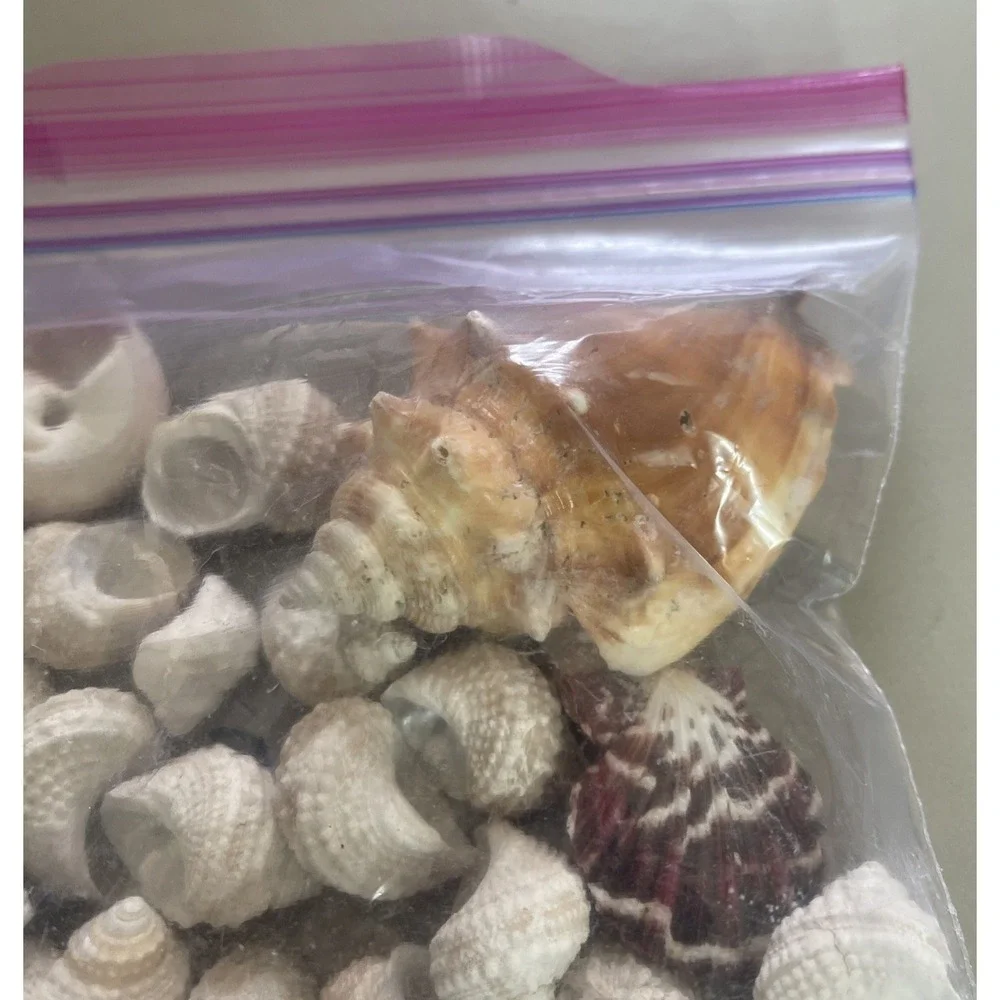 Lot of Natural Sea Shells Beach Assortment Craft Decoration Aquarium Decor